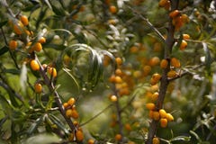 tree branch sea buckthorn orange berries close-up bokeh background sunlight stock photography tree branch sea buckthorn orange berries close-up bokeh background sunlight stock photography