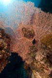 Sea Fan In The Red Sea. Royalty Free Stock Photo Sea Fan In The Red Sea. Royalty Free Stock Photo