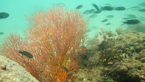 Sea fan stock photos Sea fan stock photos