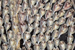 Sea fish are dried in the sun close up royalty free stock images Sea fish are dried in the sun close up royalty free stock images