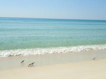 Sea Green Wave Breaking on Panama City Beach With Birds stock photos Sea Green Wave Breaking on Panama City Beach With Birds stock photos