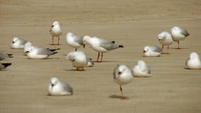 Sea Gull Royalty Free Stock Images