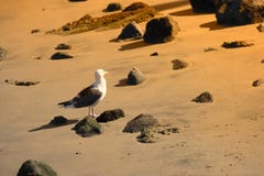 Sea Gull At Sunset Royalty Free Stock Photo