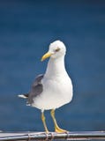Sea Gull Standing On Boat Front View Royalty Free Stock Photography