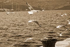 Sea Gulls On The Pier Royalty Free Stock Photography