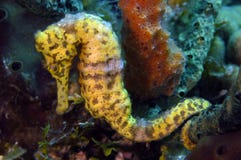 Sea Horse Royalty Free Stock Image Sea Horse Royalty Free Stock Image