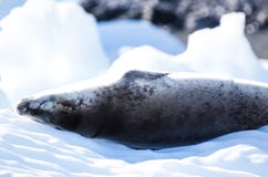 Sea leopard in Antarctica in its natural habitat royalty free stock image Sea leopard in Antarctica in its natural habitat royalty free stock image