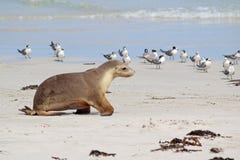 Sea Lion Stock Image Sea Lion Stock Image