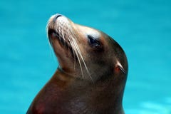 Sea Lion Royalty Free Stock Photo