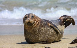 Sea Lion on The Beach stock photos Sea Lion on The Beach stock photos