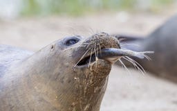 Sea lion closeup, eating fish. Selective focus on the eye stock images