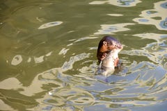 Sea lion eating fish on waters. Sea lion caught a fish and eating in while on waters royalty free stock image