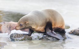 Sea lion eating on the ice. The Netherlands royalty free stock photography