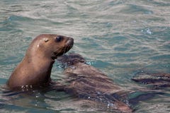 Sea lion looking over the water royalty free stock images Sea lion looking over the water royalty free stock images