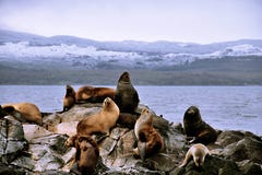 Sea lions Stock Images Sea lions Stock Images