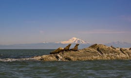 Sea Lions and Mount Baker royalty free stock photography Sea Lions and Mount Baker royalty free stock photography