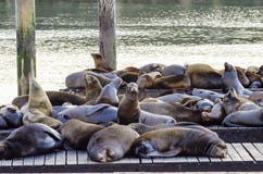 Sea lions, Pier 39, San Francisco, California royalty free stock photography Sea lions, Pier 39, San Francisco, California royalty free stock photography