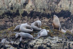 Sea lions on a rock at the coast near Lima Stock Images Sea lions on a rock at the coast near Lima Stock Images