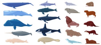 Sea mammal vector water animal character dolphin walrus and whale in sealife or ocean illustration marine set of sea vector illustration Sea mammal vector water animal character dolphin walrus and whale in sealife or ocean illustration marine set of sea vector illustration