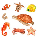 Sea and Ocean life set watercolor hand painted.illustration isolated on white background