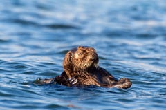 Sea otter in Morro Bay in California Royalty Free Stock Images Sea otter in Morro Bay in California Royalty Free Stock Images