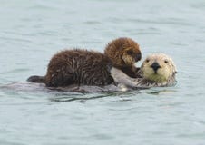 sea otter mother with adorable baby / infant in the kelp, big sur, california
