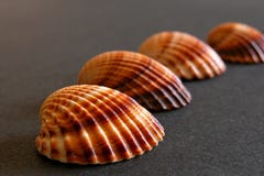 Sea Sheels Stock Photos Sea Sheels Stock Photos