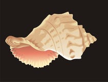 Sea Shell Royalty Free Stock Images