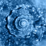 Sea Shell Close Up. Top View, Deep Focus. Spiral And Curly Shell Texture. Banner With Color Of The Year 2020 - Classic Blue Stock Photography