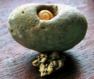 Sea Shell royalty free stock photo Sea Shell royalty free stock photo