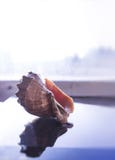 Sea shell on glass with reflections on bright blurred background stock images Sea shell on glass with reflections on bright blurred background stock images
