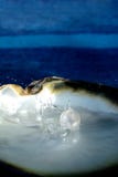 Sea Shell With Pearl Stock Image