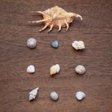 Sea shells arranged on brown wooden background. Travel memories concept. Top view, square image stock image Sea shells arranged on brown wooden background. Travel memories concept. Top view, square image stock image