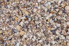 Sea shells background. Sea shell texture. stock images Sea shells background. Sea shell texture. stock images