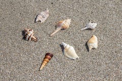 Sea shells exposition on the sand, background stock photography Sea shells exposition on the sand, background stock photography