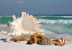 Sea Shells, Sea Star And Sea Urchin On The Beach Stock Image Sea Shells, Sea Star And Sea Urchin On The Beach Stock Image