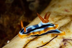 sea slug nudibranch anna\'s chromodoris