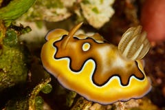 sea slug nudibranch co\'s chromodoris