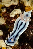 sea slug nudibranch loch\'s chromodoris