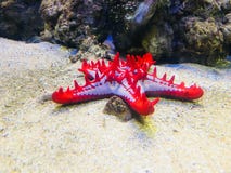 Sea Star Fish royalty free stock photo Sea Star Fish royalty free stock photo