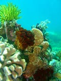 Sea Stars and Hard corals