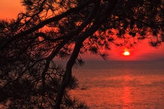 Sea sunset scenic seascape with pine tree needles on the foreground. Black Sea coast, Russia stock photos Sea sunset scenic seascape with pine tree needles on the foreground. Black Sea coast, Russia stock photos