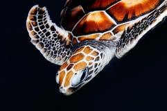 Sea Turtle Stock Images