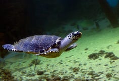 Sea Turtle Stock Image Sea Turtle Stock Image