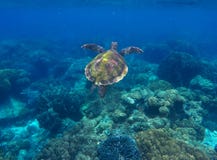 Sea turtle and coral reef. Green turtle swimming in deep blue sea. stock photos Sea turtle and coral reef. Green turtle swimming in deep blue sea. stock photos