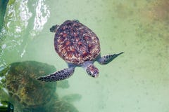 Sea turtle swims in the aquarium. View from above royalty free stock image Sea turtle swims in the aquarium. View from above royalty free stock image