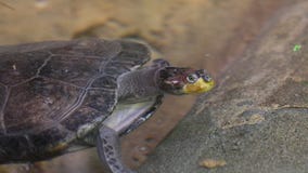 Sea turtle swims in sea water royalty free stock photography Sea turtle swims in sea water royalty free stock photography