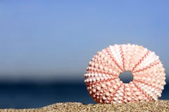 Sea Urchin Royalty Free Stock Photography Sea Urchin Royalty Free Stock Photography