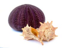 Sea Urchin And Shells Royalty Free Stock Images