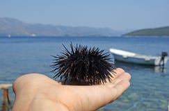 Sea urchin in a hand by the sea royalty free stock images Sea urchin in a hand by the sea royalty free stock images